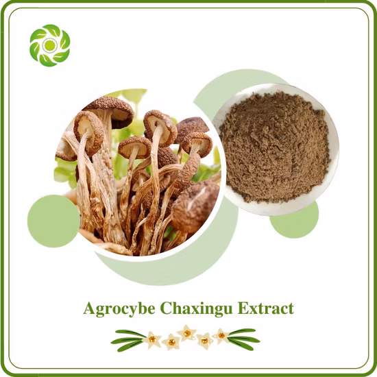 쌍둥이 버섯 추출물 30% 다당류 분말 아가리쿠스 비스포러스 추출물